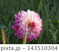 光に照らされた白とピンクの美しいダリアの花のクローズアップ 143510304
