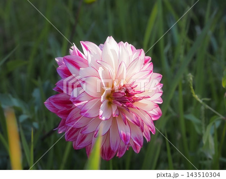 光に照らされた白とピンクの美しいダリアの花のクローズアップ 光に照らされた白とピンクの美しいダリアの花のクローズアップ 143510304