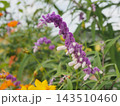 優しく柔らかな毛並みが特徴的なアメジストセージの穂状の花 143510460