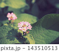 優しくぼかされた背景に咲く可憐なピンクの花と葉のディテール 143510513