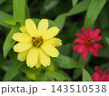 自然の中に鮮やかに彩る黄色と赤色の百日草、植物のナチュラルな風景 143510538