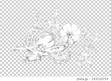 Garlic, chili pepper, lemon slice, parsley cilantro leaves. Seasonal vegetables, aromatic herbs and spices, natural kitchen still life with roots, fruits. Isolated hand drawn pencil illustration. Garlic, chili pepper, lemon slice, parsley cilantro leaves. Seasonal vegetables, aromatic herbs and spices, natural kitchen still life with roots, fruits. Isolated hand drawn pencil illustration. 143510754