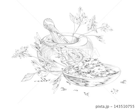Mortar and pestle, parsley or cilantro leaves. dried crushed assorted herbs in shallow wooden bowl. Isolated hand drawn pencil illustration. Food blogs, recipe collections, digital cooking content Mortar and pestle, parsley or cilantro leaves. dried crushed assorted herbs in shallow wooden bowl. Isolated hand drawn pencil illustration. Food blogs, recipe collections, digital cooking content 143510755