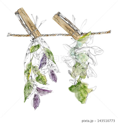 Tied bundles of basil, oregano, mixed herbs drying on natural twine with clothespins, preserved seasoning plants. Isolated hand drawn pencil, watercolor illustration. Farmers markets, herbal workshops 143510773