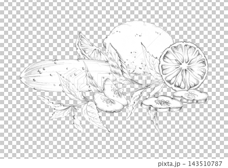 Mojito summer mix. Cucumber, citrus mix, mint leaves. Seasonal fruit, aromatic herbs, natural kitchen fresh harvest. Isolated hand drawn pencil illustration. Hospitality themes, drink, dessert menu Mojito summer mix. Cucumber, citrus mix, mint leaves. Seasonal fruit, aromatic herbs, natural kitchen fresh harvest. Isolated hand drawn pencil illustration. Hospitality themes, drink, dessert menu 143510787