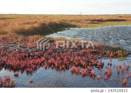 春国岱の湿地に広がるサンゴ草の群生風景 春国岱の湿地に広がるサンゴ草の群生風景 143510815