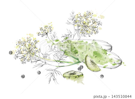 Green cucumber vegetables, dill culinary herb, peppercorn seasoning spices, fresh harvest plants. Isolated hand drawn pencil, watercolor illustration. Food science, nutrition education, farm-to-table Green cucumber vegetables, dill culinary herb, peppercorn seasoning spices, fresh harvest plants. Isolated hand drawn pencil, watercolor illustration. Food science, nutrition education, farm-to-table 143510844