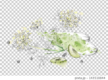 Green cucumber vegetables, dill culinary herb, peppercorn seasoning spices, fresh harvest plants. Isolated hand drawn pencil, watercolor illustration. Food science, nutrition education, farm-to-table Green cucumber vegetables, dill culinary herb, peppercorn seasoning spices, fresh harvest plants. Isolated hand drawn pencil, watercolor illustration. Food science, nutrition education, farm-to-table 143510844