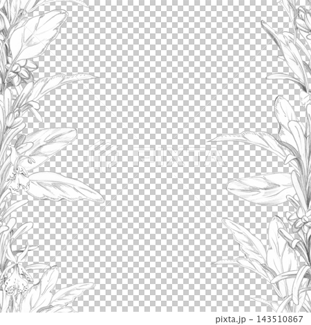 Marjoram, oregano, sage and rosemary sprouts. Mediterranean culinary plants aromatic herbs. Isolated hand drawn pencil seamless banner. Food blogs, health publications, lifestyle media digital content Marjoram, oregano, sage and rosemary sprouts. Mediterranean culinary plants aromatic herbs. Isolated hand drawn pencil seamless banner. Food blogs, health publications, lifestyle media digital content 143510867