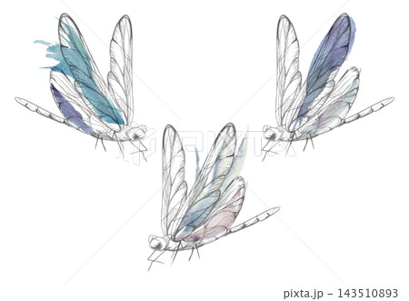Perching damselfly, dragonfly insect, natural garden creature with fine anatomy. Isolated pencil, metallic glitter watercolor strokes. Hand drawn illustration. Children education, ecological design. 143510893