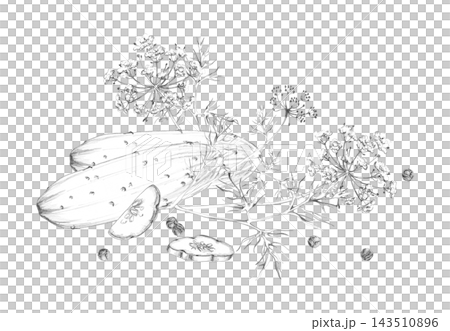 Cucumber slices, dill, peppercorns pickles preserves mix. Herbs, vegetables and spices for cooking, rustic leafy greens, dried seasonings and fresh produce. Isolated hand drawn pencil illustration. Cucumber slices, dill, peppercorns pickles preserves mix. Herbs, vegetables and spices for cooking, rustic leafy greens, dried seasonings and fresh produce. Isolated hand drawn pencil illustration. 143510896