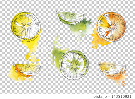 Citrus wheels, lime slices. Orange, lemon, grapefruit aromatic Mediterranean fruit, mandarin fresh peel texture. Isolated pencil, watercolor hand drawn illustration. Recipe collections, food magazines Citrus wheels, lime slices. Orange, lemon, grapefruit aromatic Mediterranean fruit, mandarin fresh peel texture. Isolated pencil, watercolor hand drawn illustration. Recipe collections, food magazines 143510921