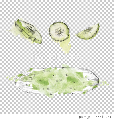 Cucumber full and sliced, fresh garden vegetable green produce. Isolated pencil and watercolor hand drawn illustration. Horticulture guides, nutrition materials, farming resources, healthy lifestyle Cucumber full and sliced, fresh garden vegetable green produce. Isolated pencil and watercolor hand drawn illustration. Horticulture guides, nutrition materials, farming resources, healthy lifestyle 143510924