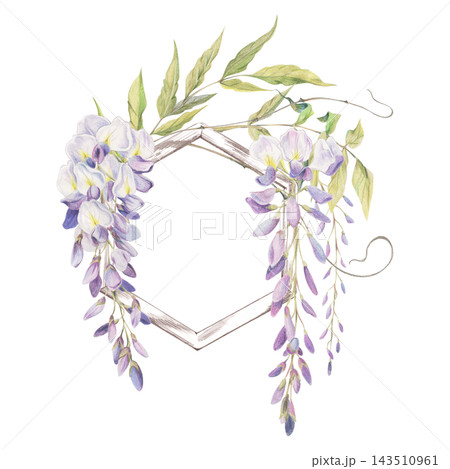 Wisteria blossoms draping decorative wooden hexagonal trellis section. Watercolor illustration hand drawn in crayon pencil. Landscape planning, floral stationery, seed packet designs, herbal products 143510961