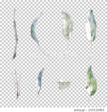 Sage, spinach, kale salad fragrant kitchen herbs, seasoning plants edible garden crops. Isolated pencil and watercolor hand drawn illustration. Culinary schools, ingredient guides, restaurant concepts 143510963