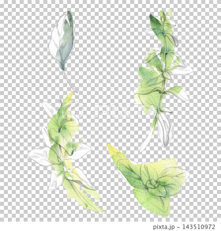 Oregano, marjoram, sage fresh edible herbs, Mediterranean salad leafy greens. Isolated pencil and watercolor hand drawn illustration. Healthy eating guides, gardening manuals, lifestyle design. 143510972