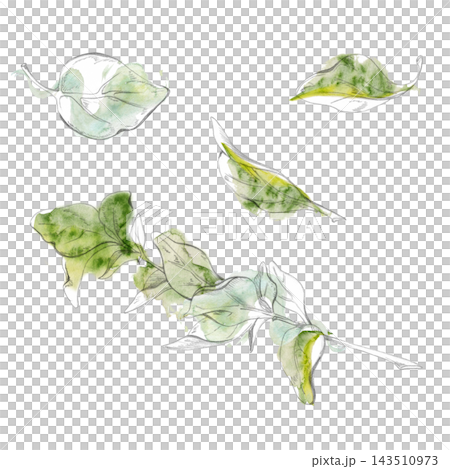 Spinach salad leaves, oregano, marjoram culinary herbs, nutritious aromatic greens, garden-grown ingredients. Isolated pencil and watercolor hand drawn illustration. Cooking classes, farmers markets Spinach salad leaves, oregano, marjoram culinary herbs, nutritious aromatic greens, garden-grown ingredients. Isolated pencil and watercolor hand drawn illustration. Cooking classes, farmers markets 143510973