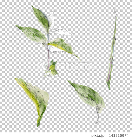 Mint, peppermint, spearmint and melissa aromatic green herbs, fresh medicinal plants, culinary leaves. Isolated pencil and watercolor hand drawn illustration. Herbal tea guides, wellness publications Mint, peppermint, spearmint and melissa aromatic green herbs, fresh medicinal plants, culinary leaves. Isolated pencil and watercolor hand drawn illustration. Herbal tea guides, wellness publications 143510974