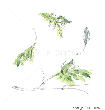 Wormwood, coriander medicinal herbs, cilantro and cardamom aromatic spices. Isolated pencil and watercolor hand drawn illustration. Apothecary references, herbal studies, historical medicine 143510975