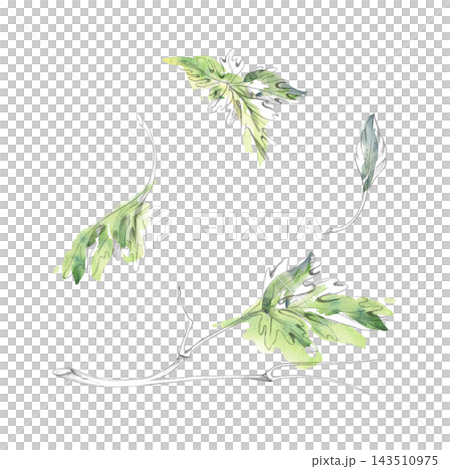Wormwood, coriander medicinal herbs, cilantro and cardamom aromatic spices. Isolated pencil and watercolor hand drawn illustration. Apothecary references, herbal studies, historical medicine 143510975