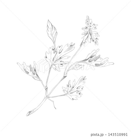 Cardamom, cilantro or coriander leaves, fragrant spice, culinary herbs in classic botanical style. Hand drawn pencil illustration. Ingredient references, food culture magazines, chef training manuals. Cardamom, cilantro or coriander leaves, fragrant spice, culinary herbs in classic botanical style. Hand drawn pencil illustration. Ingredient references, food culture magazines, chef training manuals. 143510991