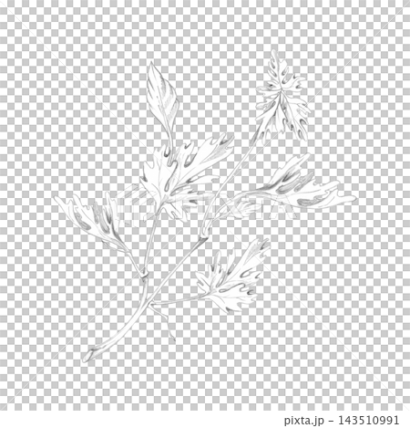 Cardamom, cilantro or coriander leaves, fragrant spice, culinary herbs in classic botanical style. Hand drawn pencil illustration. Ingredient references, food culture magazines, chef training manuals. 143510991