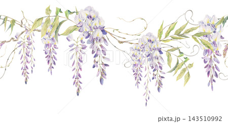Flowering wisteria raceme drapes hanging from twisted branches, curling tendril shoots. Watercolor seamless botanical border hand drawn in crayon pencil. Decorative trims, textile accents, invitations Flowering wisteria raceme drapes hanging from twisted branches, curling tendril shoots. Watercolor seamless botanical border hand drawn in crayon pencil. Decorative trims, textile accents, invitations 143510992