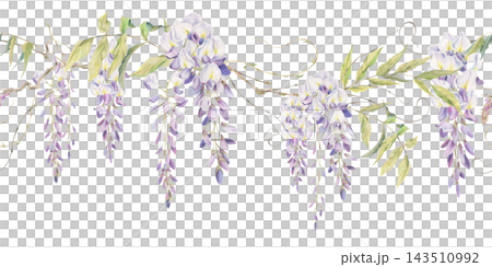 Flowering wisteria raceme drapes hanging from twisted branches, curling tendril shoots. Watercolor seamless botanical border hand drawn in crayon pencil. Decorative trims, textile accents, invitations Flowering wisteria raceme drapes hanging from twisted branches, curling tendril shoots. Watercolor seamless botanical border hand drawn in crayon pencil. Decorative trims, textile accents, invitations 143510992