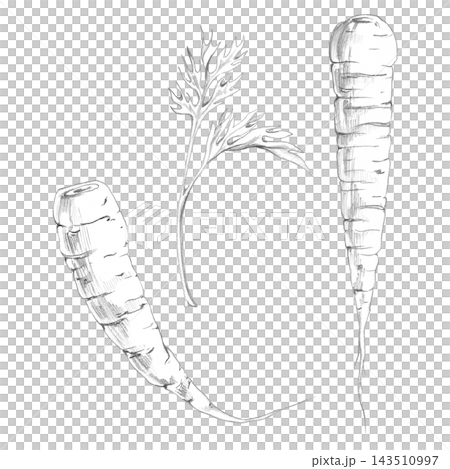 Carrot tuber root, curly leafy top, parsnip vegetable hand drawn graphite illustration. Nutrition education, plant harvest calendars, vegetable production guides, farm publications, healthy lifestyle. 143510997