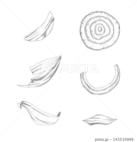 Onion peels curled papery texture, layered slices, natural plant material hand drawn graphite clipart. Zero-waste lifestyle, natural dye references, sustainability publications, craft education Onion peels curled papery texture, layered slices, natural plant material hand drawn graphite clipart. Zero-waste lifestyle, natural dye references, sustainability publications, craft education 143510999
