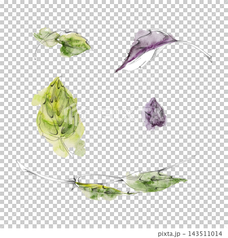 Basil, marjoram, oregano or sage aromatic Mediterranean culinary herbs, fragrant seasoning plants with lush leaves, edible garden foliage. Isolated pencil and watercolor hand drawn illustration. Basil, marjoram, oregano or sage aromatic Mediterranean culinary herbs, fragrant seasoning plants with lush leaves, edible garden foliage. Isolated pencil and watercolor hand drawn illustration. 143511014