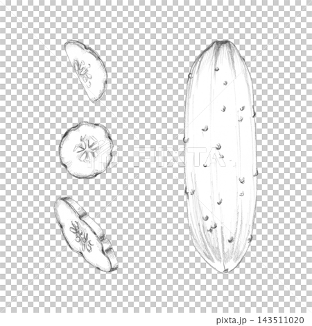 Cucumber slices, zucchini gourd, fresh garden vegetable illustrated with fine pencil texture. Gardening books, greenhouse education, horticultural manuals, seasonal produce guides, farming resources Cucumber slices, zucchini gourd, fresh garden vegetable illustrated with fine pencil texture. Gardening books, greenhouse education, horticultural manuals, seasonal produce guides, farming resources 143511020