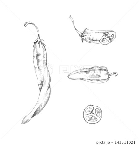 Chili pepper spicy capsicum fruit, jalapeno or cayenne full, half and slice. Hand drawn pencil illustration, natural graphite shading. World cuisine, gardening manuals, crop identification resources Chili pepper spicy capsicum fruit, jalapeno or cayenne full, half and slice. Hand drawn pencil illustration, natural graphite shading. World cuisine, gardening manuals, crop identification resources 143511021