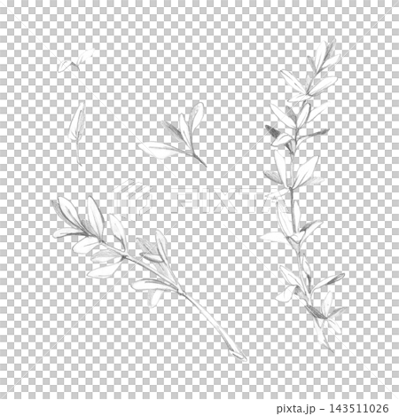 Thyme, savory and purslane Mediterranean herbs, delicate stems and textured foliage. Botanical illustration hand drawn in pencil. Drought-tolerant plants gardening guides, regional cuisine books 143511026