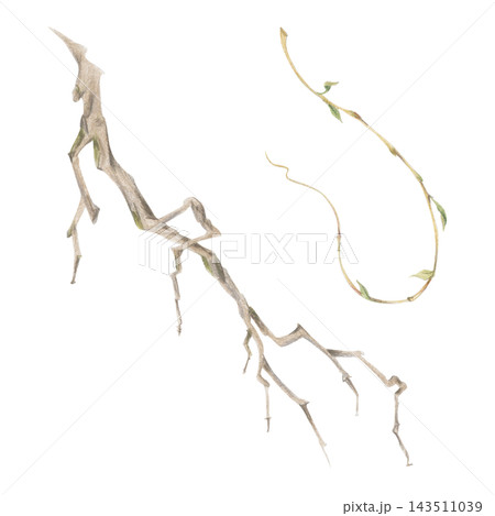 Botanical branch, curling tendril shoot with natural growth habit and elegant form. Watercolor illustration hand drawn in crayon pencil. Educational resources, pattern development, branding materials. Botanical branch, curling tendril shoot with natural growth habit and elegant form. Watercolor illustration hand drawn in crayon pencil. Educational resources, pattern development, branding materials. 143511039