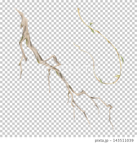 Botanical branch, curling tendril shoot with natural growth habit and elegant form. Watercolor illustration hand drawn in crayon pencil. Educational resources, pattern development, branding materials. Botanical branch, curling tendril shoot with natural growth habit and elegant form. Watercolor illustration hand drawn in crayon pencil. Educational resources, pattern development, branding materials. 143511039