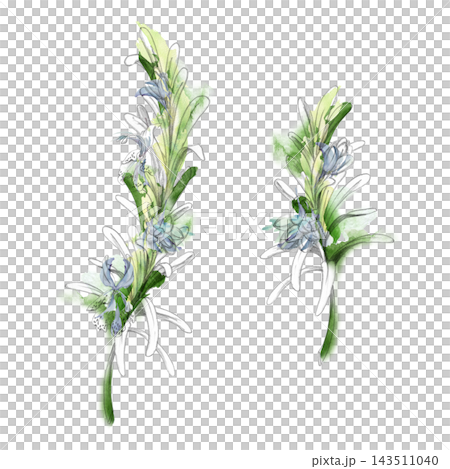 Rosemary, lavender or savory fragrant Mediterranean herbs, flowering aromatic plants, culinary seasonings fine foliage. Isolated pencil and watercolor hand drawn illustration. Wellness, aromatherapy Rosemary, lavender or savory fragrant Mediterranean herbs, flowering aromatic plants, culinary seasonings fine foliage. Isolated pencil and watercolor hand drawn illustration. Wellness, aromatherapy 143511040