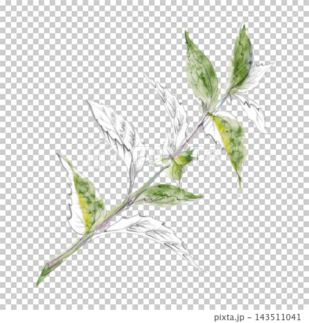 Nettle, catnip medicinal garden plants, hyssop, mint and salvia wild aromatic herbs, traditional healing botanicals. Isolated pencil and watercolor hand drawn illustration. Herbalism natural remedies Nettle, catnip medicinal garden plants, hyssop, mint and salvia wild aromatic herbs, traditional healing botanicals. Isolated pencil and watercolor hand drawn illustration. Herbalism natural remedies 143511041