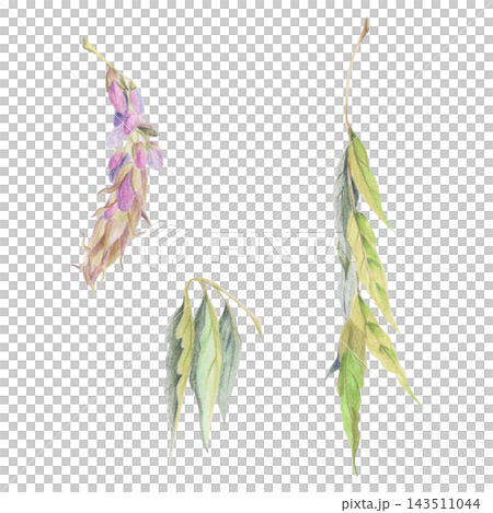 Compound feathered wisteria, varnish tree, laurel bay leaves, snowbell bush, spindle, privet leaflets stalk, opening bud, ornamental vine foliage. Watercolor illustration hand drawn in crayon pencil. Compound feathered wisteria, varnish tree, laurel bay leaves, snowbell bush, spindle, privet leaflets stalk, opening bud, ornamental vine foliage. Watercolor illustration hand drawn in crayon pencil. 143511044