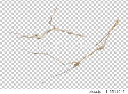 Twisted old tree, bush branch, graceful climbing vines and fresh creeping tendrils. Watercolor plant illustration hand drawn in crayon pencil. Botanical planner design, nature research books, journals 143511045