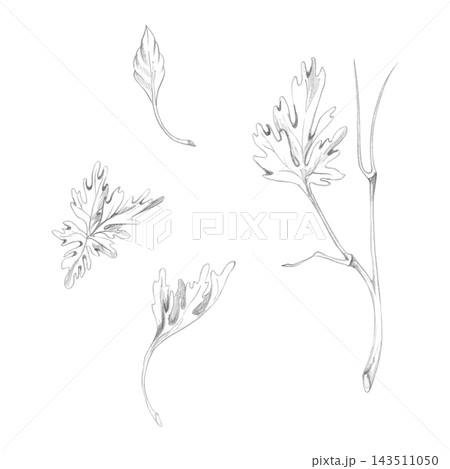 Cardamom cilantro coriander parsley celery lovage chervil wormwood curly leaves and stem. Hand drawn pencil illustration. Agricultural reports, orchard management guides, seasonal produce calendars Cardamom cilantro coriander parsley celery lovage chervil wormwood curly leaves and stem. Hand drawn pencil illustration. Agricultural reports, orchard management guides, seasonal produce calendars 143511050