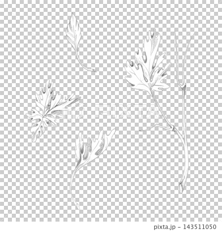 Cardamom cilantro coriander parsley celery lovage chervil wormwood curly leaves and stem. Hand drawn pencil illustration. Agricultural reports, orchard management guides, seasonal produce calendars Cardamom cilantro coriander parsley celery lovage chervil wormwood curly leaves and stem. Hand drawn pencil illustration. Agricultural reports, orchard management guides, seasonal produce calendars 143511050