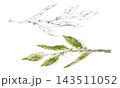 Bay laurel, olive, citrus tree plant, myrtle leaves on branch. Hand drawn pencil botanical illustration. Herbal food preservation guides, Mediterranean recipe collections, educational wall charts. 143511052