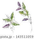 Basil sprout, leaves rosette. Mediterranean edible plants, fragrant herbs. Isolated pencil and watercolor hand drawn illustration. Botanical references, educational materials, cooking resources 143511059