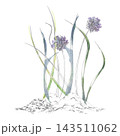 Chives flowers, lemongrass, onion and saffron culinary herbs, edible allium plants. Premium spice ingredients with slender leaf blades. Isolated pencil and watercolor hand drawn illustration. 143511062