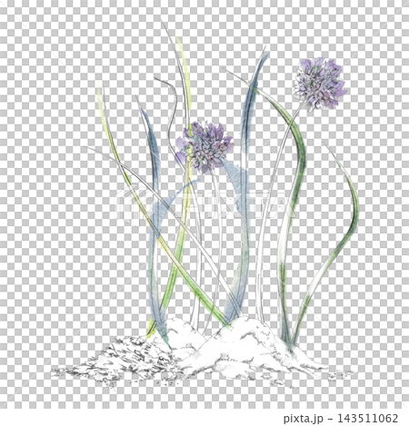Chives flowers, lemongrass, onion and saffron culinary herbs, edible allium plants. Premium spice ingredients with slender leaf blades. Isolated pencil and watercolor hand drawn illustration. Chives flowers, lemongrass, onion and saffron culinary herbs, edible allium plants. Premium spice ingredients with slender leaf blades. Isolated pencil and watercolor hand drawn illustration. 143511062