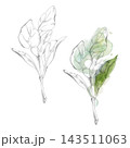 Sage, oregano or marjoram fragrant kitchen herbs foliage. Hand drawn pencil botanical illustration. Herb garden planners, horticultural publications, seasonal planting calendars, gardening workshops 143511063