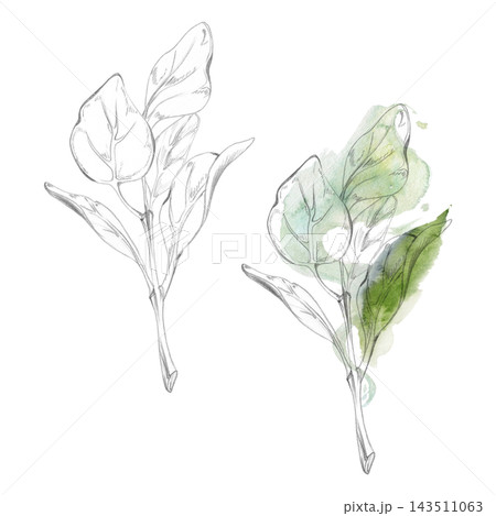 Sage, oregano or marjoram fragrant kitchen herbs foliage. Hand drawn pencil botanical illustration. Herb garden planners, horticultural publications, seasonal planting calendars, gardening workshops Sage, oregano or marjoram fragrant kitchen herbs foliage. Hand drawn pencil botanical illustration. Herb garden planners, horticultural publications, seasonal planting calendars, gardening workshops 143511063