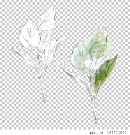 Sage, oregano or marjoram fragrant kitchen herbs foliage. Hand drawn pencil botanical illustration. Herb garden planners, horticultural publications, seasonal planting calendars, gardening workshops Sage, oregano or marjoram fragrant kitchen herbs foliage. Hand drawn pencil botanical illustration. Herb garden planners, horticultural publications, seasonal planting calendars, gardening workshops 143511063