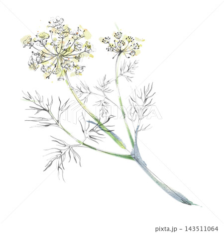 Dill, verbena flowering medicinal herbs, yarrow, Cosmos and chamomile wild garden plants. Isolated pencil and watercolor hand drawn illustration. Gardening magazines, ecological projects, home decor Dill, verbena flowering medicinal herbs, yarrow, Cosmos and chamomile wild garden plants. Isolated pencil and watercolor hand drawn illustration. Gardening magazines, ecological projects, home decor 143511064